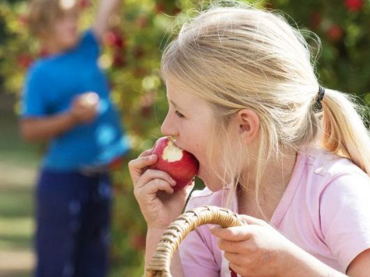 Eating Apple 512 Black Barn Farm apples