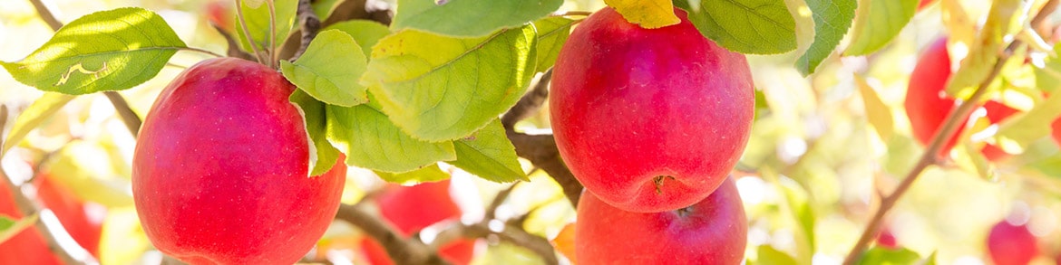 RS10489_high-country-1141-1170x293 apple orchard, Stanley