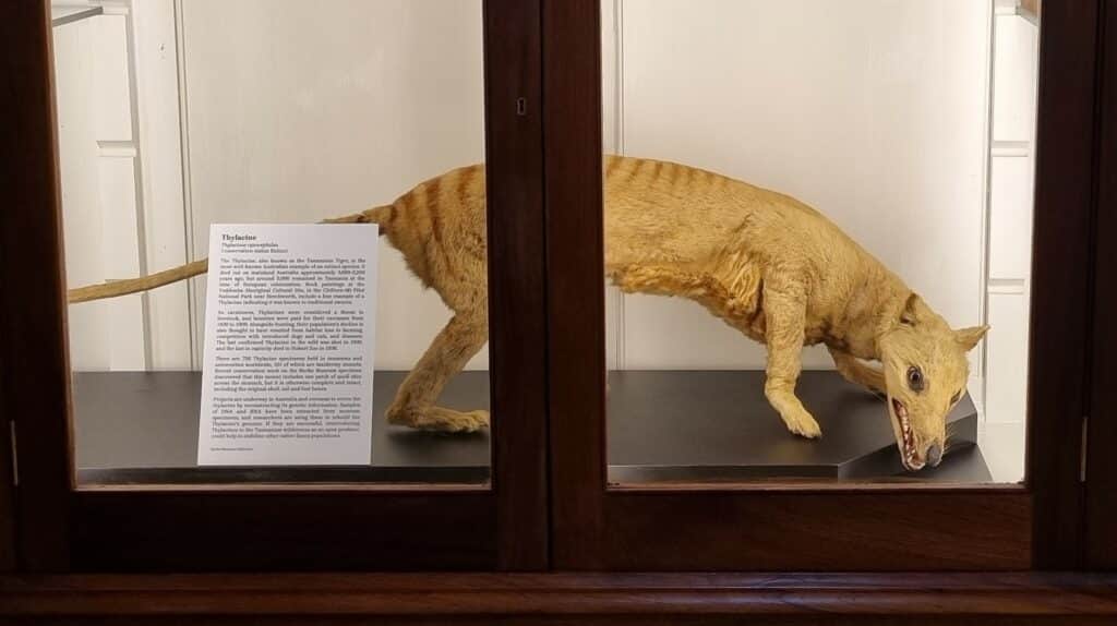 Thylacine Thylacine