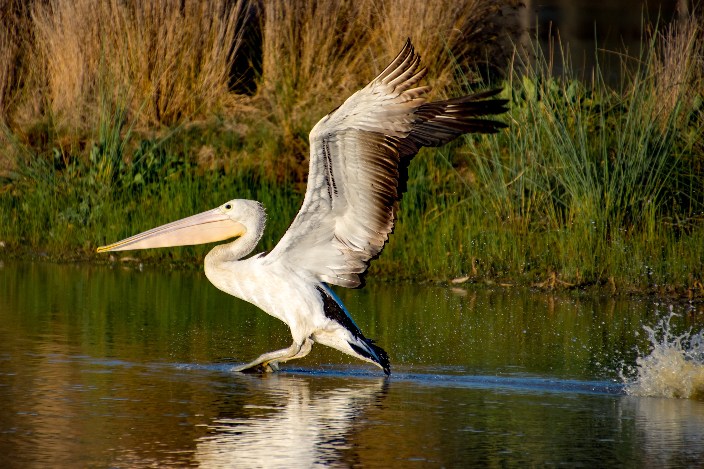 Chiltern Bird Trail 3 - 3