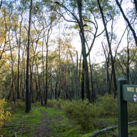 Chiltern White Box Walk - 3