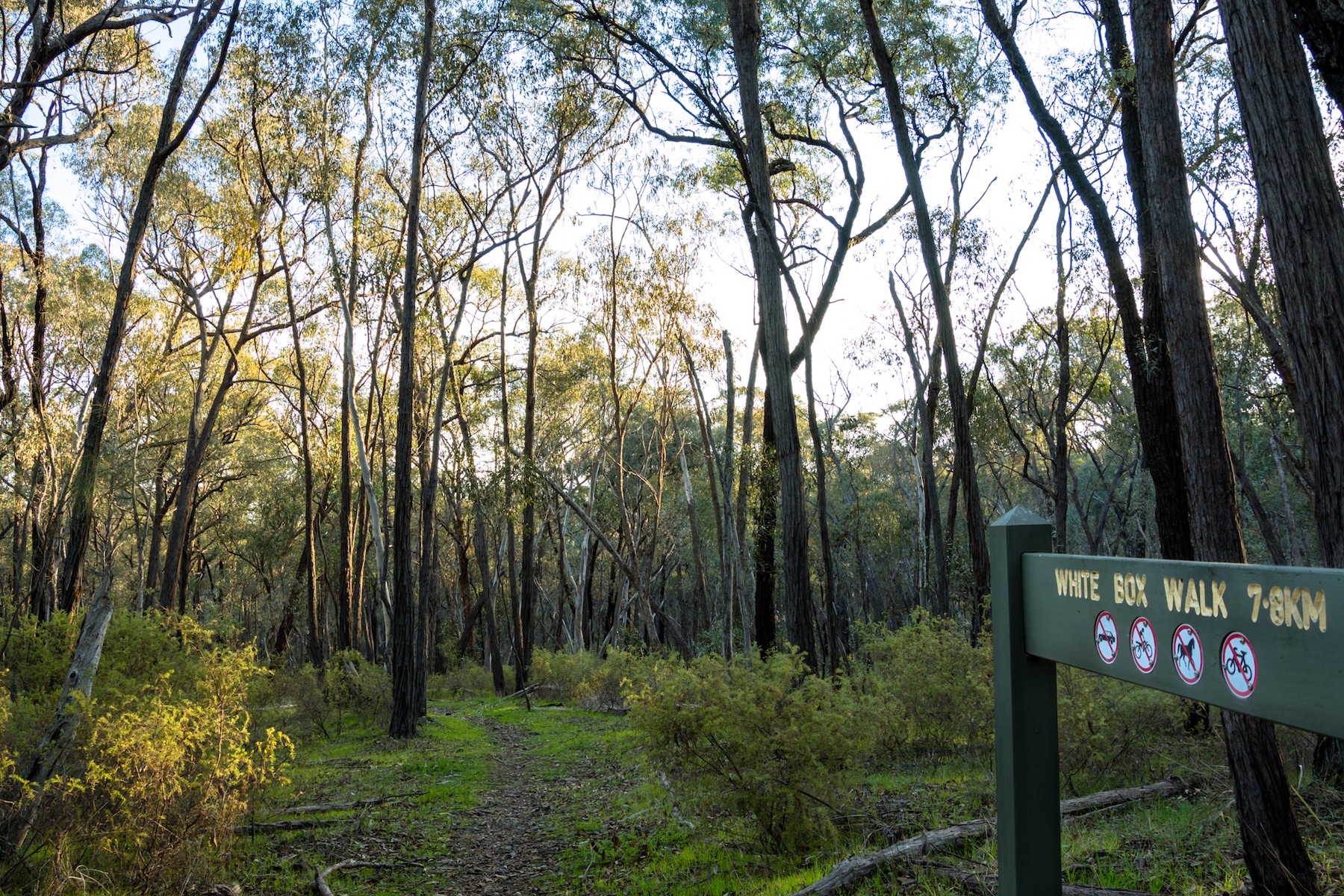 Chiltern White Box Walk - 3