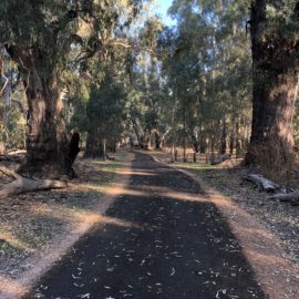 Wahgunyah river walking track - 1