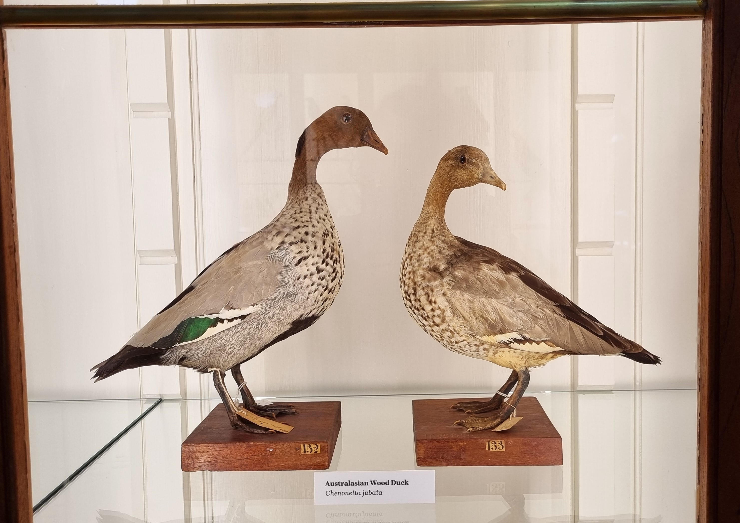 Wood ducks