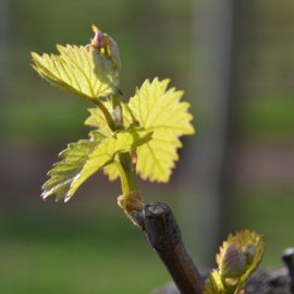 Budburst begins in late September to Mid October