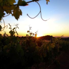 Glenbosch Wine Estate