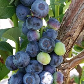 Pick Your Own Berries Blueberries Beechworth Stanley North East Victoria