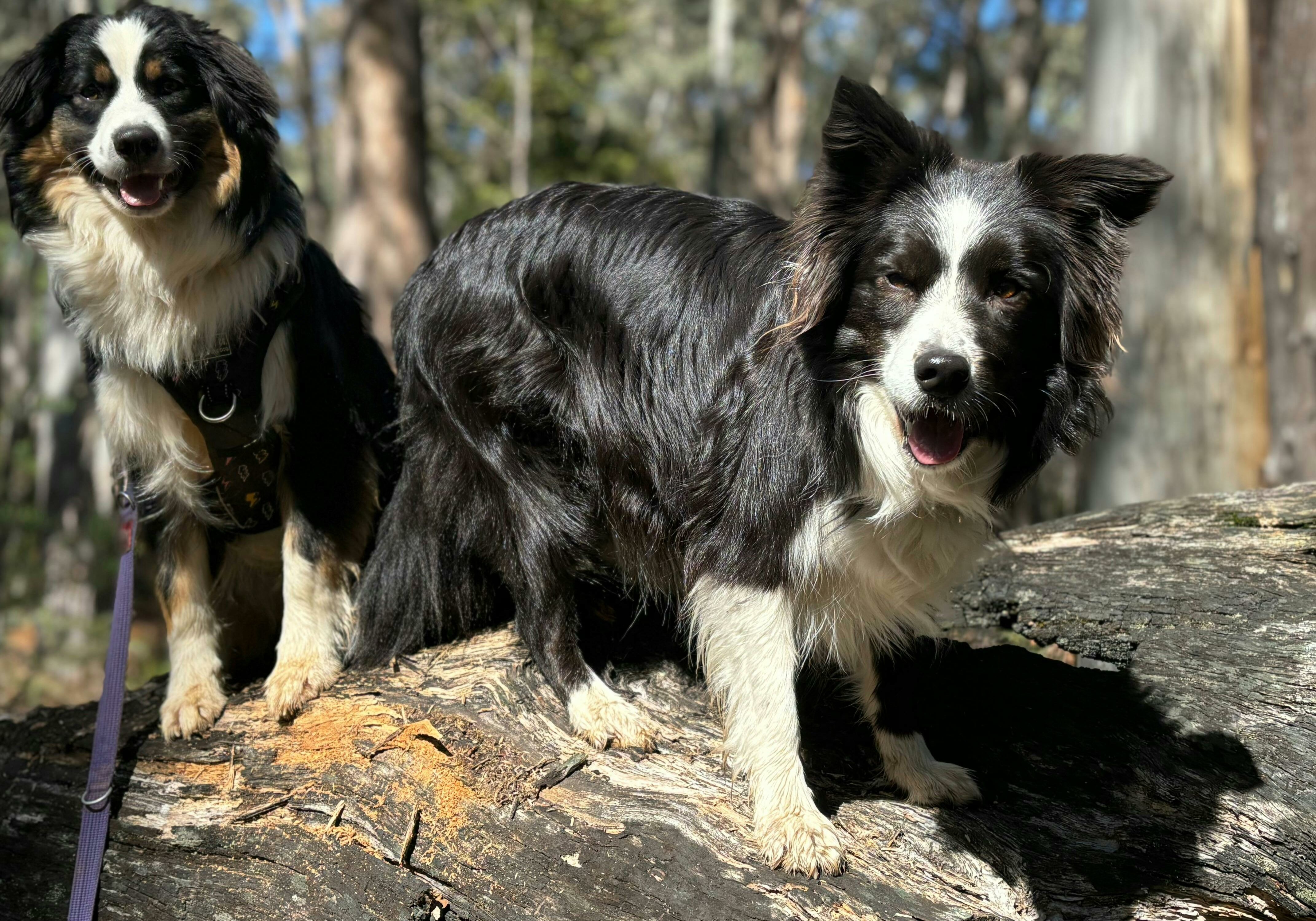 The Dog House Farm Stay