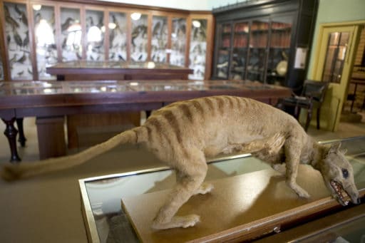 Thylacine Burke Museum natural history beechworth extinct
